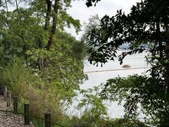 -南宁良凤江国家森林公园