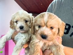 -翊宠yipet猫狗购宠庄园犬舍•猫舍