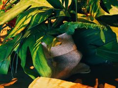 -Peet's Coffee皮爷咖啡(豫园店)