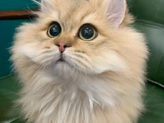 -猫大福·Fortune Cat猫舍(百子湾店)