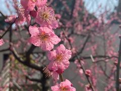 -梅花山(明孝陵内)