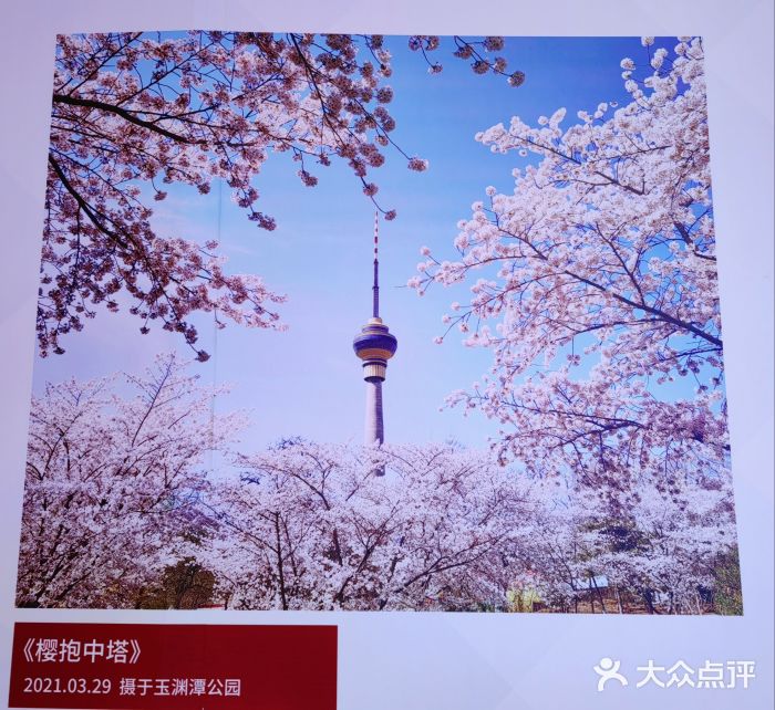 中央广播电视塔图片