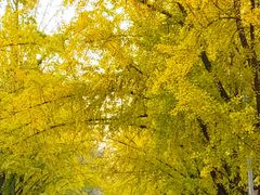-三里屯东五街银杏大道