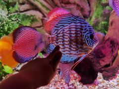 -上海海洋水族馆