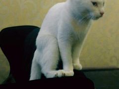 android_upload_pic-吱咖啡西式简餐