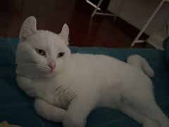 -瑞派·关忠动物医院·猫专科·犬专科(三环新城店)