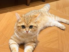 -有猫咖啡umeow coffee