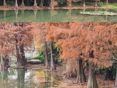 -荔枝公园(福田区)