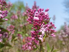 -北京麋鹿生态实验中心