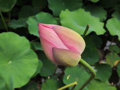 -陈家山荷花公园