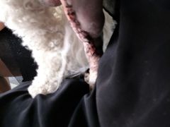 -瑞派福兴宠物医院犬猫全科·骨科·中西医结合(河东店)