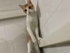 -创凡宠物医院·骨专科  猫科中心(西乡分院)