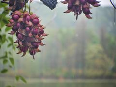 -华南国家植物园-售票处