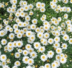 -Beauty nail伊佳靓丽美甲美睫