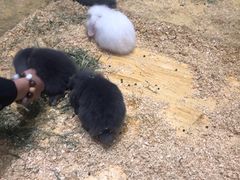 -龟与熊猫宠物公园(南坪店)