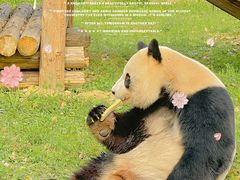 -杭州野生动物世界