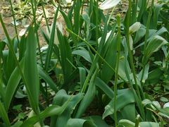 -洛阳郁金香牡丹园