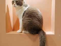 -猫儿山۰猫主题餐厅