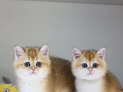-lincat·猫舍(广州店)
