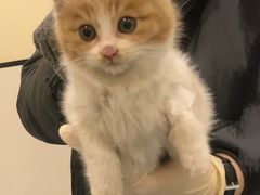 -萌兽医馆·犬猫专科·眼科中心·宠物医院(朝阳门分院)