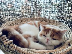 -飞行喵MR PILOT|猫舍·猫咖(静安大融城店)