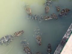 -中国扬子鳄村