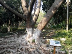 -广西壮族自治区药用植物园