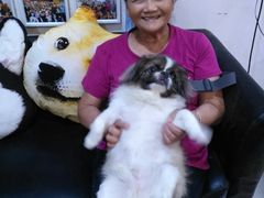 -严国平动物医院(德政总院)