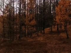 -塞罕坝国家级自然保护区