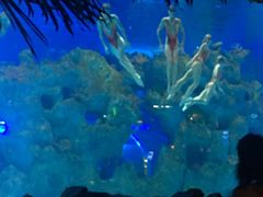 -芜湖新华联大白鲸海洋公园