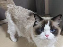 -乐琪宠物医院·犬猫专科·骨外科·急重症
