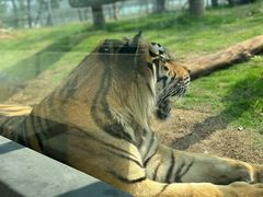 -西霞口神雕山野生动物世界