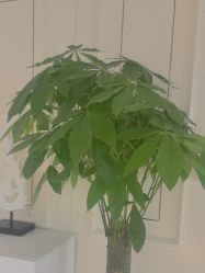 点击看大图 -广州美莱医疗美容医院