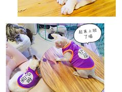 -70cat德文卷毛猫·缅因猫纯种猫舍