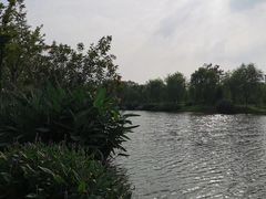 -上海长兴岛郊野公园