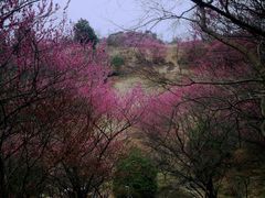 -新建村梅花