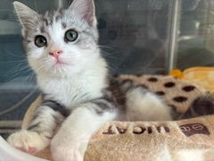 -欣宠猫屋·矮脚拿破仑·蓝金金渐层