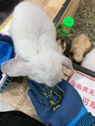 -神奇动物撸宠馆·羊驼·小浣熊·异宠(豫园店)