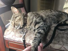 -伟伟宠物医院·CT影像中心·瑞派犬猫综合性门诊(汉口总院)