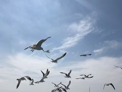 -长岛万鸟岛
