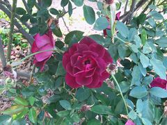 -人民公园(罗湖区)