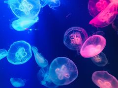 -成都浩海立方海洋公园