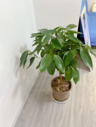 -凡碧诗毛孔收细