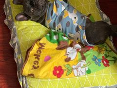 -艾贝尔宠物诊疗