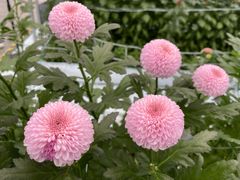 -上海鲜花港