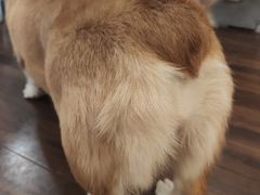 -柯斗斗主题餐厅·狗咖·围炉煮茶·茶饮(国瑞升平里店)