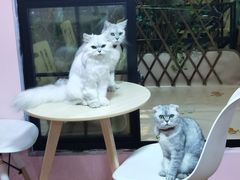 -李小姐の猫咖啡馆(五角场店)