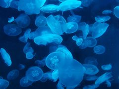 -海合安青岛极地海洋公园