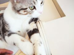 -飞行喵MR PILOT|猫舍·猫咖(静安大融城店)