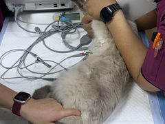 -美联众合动物医院·24h转诊中心
